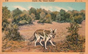 Coyote Streaking the Desert Bush Wild Animal Baby Howling Vintage Postcard