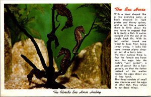 The Florida SEa Horse History