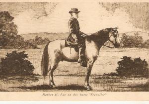 Robert E.Lee on his horse Traveller Antique American Postcvard