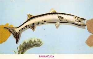 Barracuda Fish / Sea Mammals Unused 