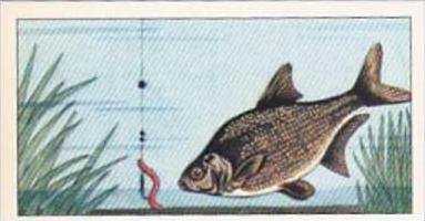 Badshah Tea Trade Card Fish &  Bait No 12 Common Bream