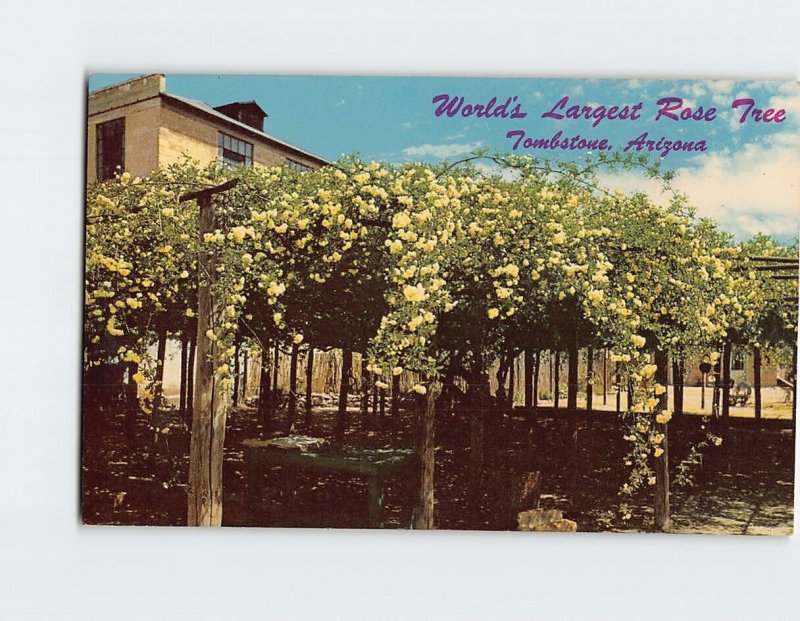 B-210602 Worlds Largest Rose Tree Tombstone Arizona USA