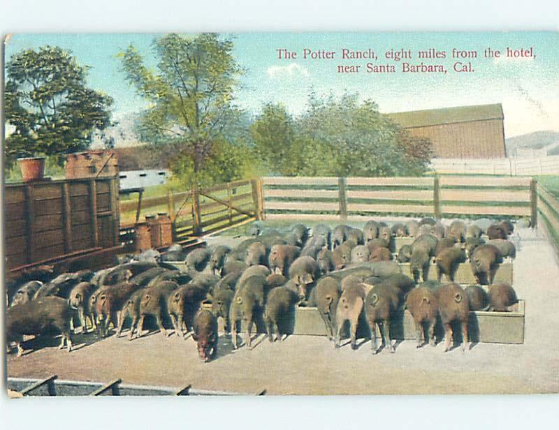 Divided-Back PIGS AT POTTER RANCH Santa Barbara California CA HM6947