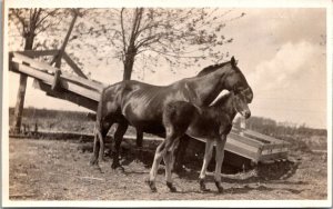 Horses Webbs Drug & Photo Supply Store San Jose California Real Photo