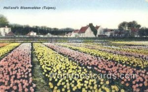 Bloemvelden Tulpen Holland Netherlands Unused 