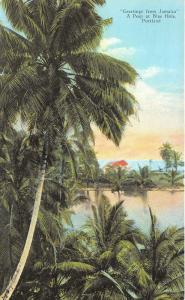 Ocho Rios Jamaica~A Peep at Blue Hole~Beautiful Scene from Behind Palm~c1910 Pc