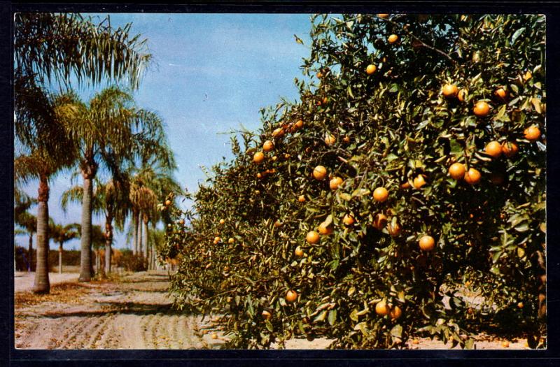 Palm Bordered Orange Groves,FL BIN