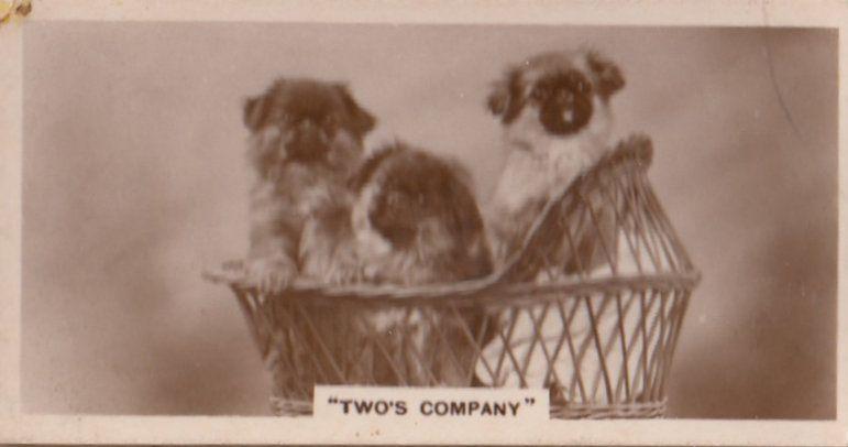 Dog Dogs Twos Company in Basket Old Real Photo Cigarette Card