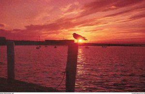 Birds Seagull In The Setting Sun Along The New England Coastline