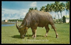 Crabao (Water Buffalo)