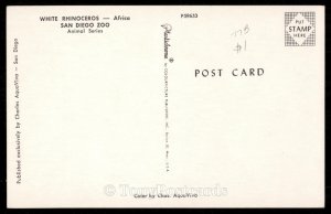 White Rhinoceros - Africa