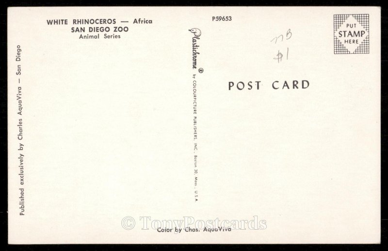 White Rhinoceros - Africa