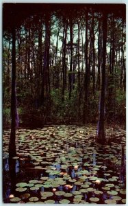 Postcard - Okefenokee Swamp Park - Waycross, Georgia