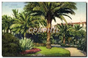 Postcard Old Cannes Allee Palmiers