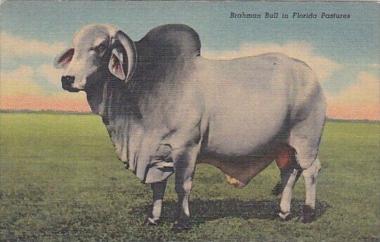 Brahman Bull In Florida Pasture Curteich