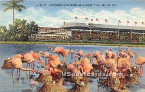 Flamingos, Hialeah Park Miami FL Unused