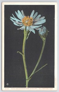 Flowers~Yellowstone Natl Park~A Blue Aster~Fall Flower Beginning In July~Vtg PC