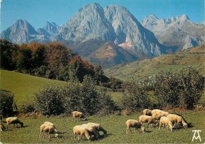 Animals Postcard Sheep herd hills trees mountin sky