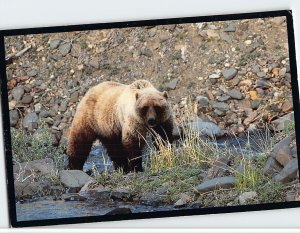 Postcard Big Grizzly Bear fords a stream in the wilds of Montana