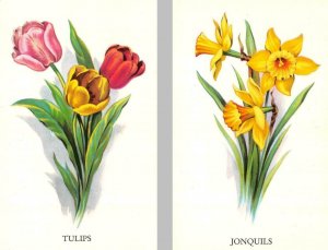 2~Postcards  Garden Favorites  TULIPS & JONQUILS   Beautiful Flowers  TICHNOR