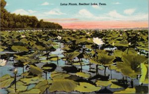 Lotus Plants Reelfoot Lake Tennessee Postcard PC237
