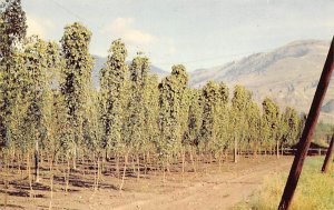 Hops Farm Cotton Unused 