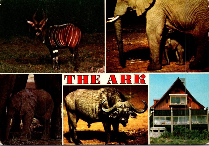 Kenya Aberdare National Park The Ark Game Viewing Lodge Elephants and More