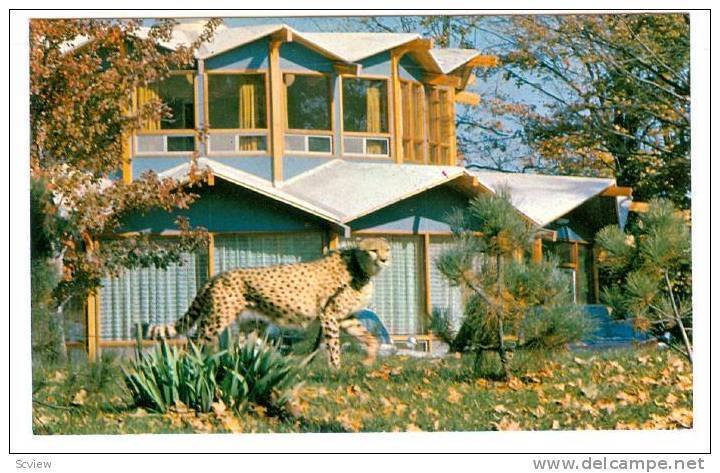 Cheetah, Granby Zoological Garden, Quebec,  Canada,  40-60s