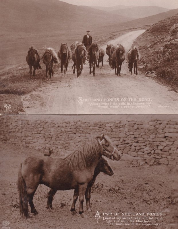 Shetland Ponies 2x Real Photo Postcard s