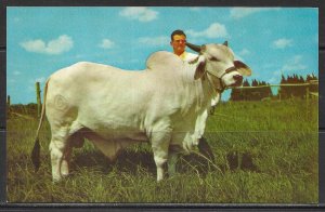 Florida - Brahma Bull - [FL- 482]