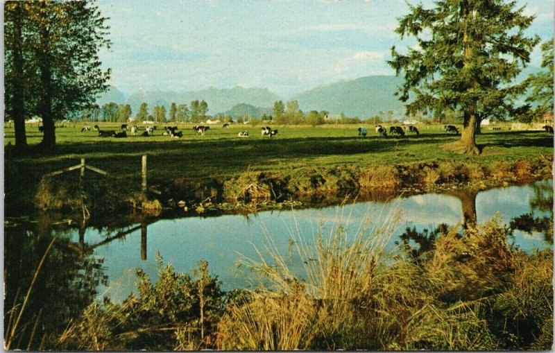 Fraser Delta British Columbia BC Cattle Meadow Fraser Valley c1967 Postcard G25