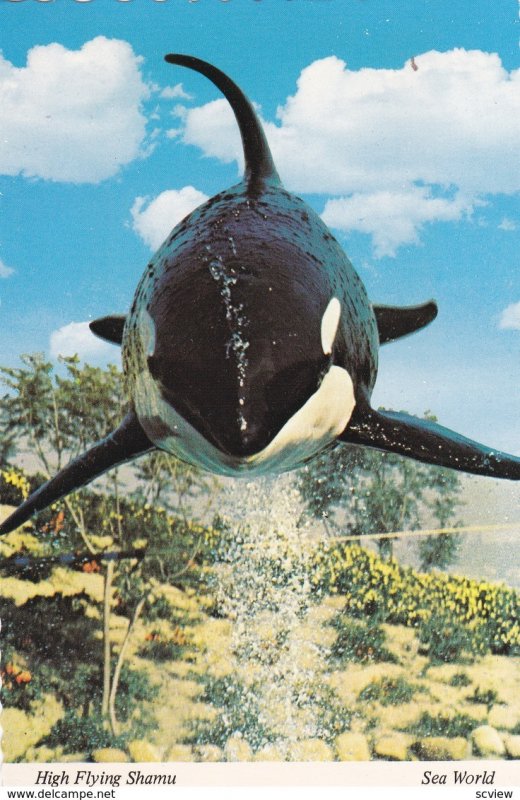 Killer Whale , SHAMU , SEAWORLD , San Diego , California , 50-70s