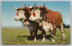 Animal~Prize Yoke Of Oxen~Halifax Nova Scotia~Vintage Postcard
