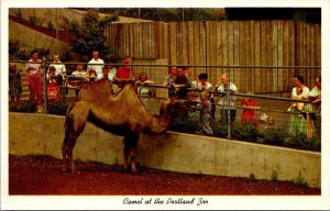 Oregon Portland Camel At The Zoo