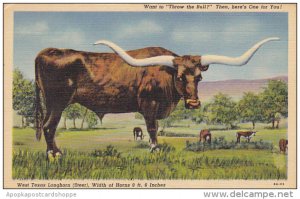 Texas Long Horn Steer Curteich 1944