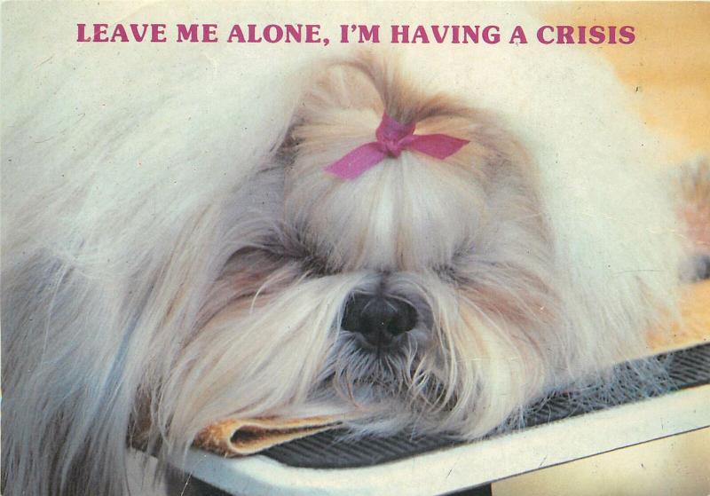 Puppy dog having a crisis postcard