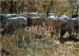  Modern Postcard Chad Loumra Herd of Oxen