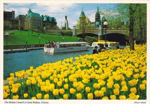 Canada Tulips Along The Rideau Canal Ottawa Ontario