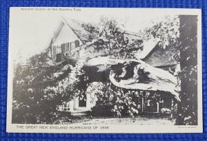 Vtg 1938 Great New England Hurricane Ancient Victim of the Storm's Fury Postcard