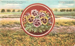 Illinois Rockford Buckbee's Seed Farm advertising  postcard 22-8333
