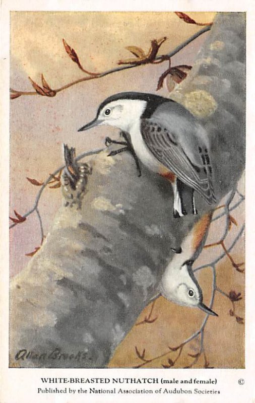 White Breasted Nuthatch Artist Allan Brooks, Non  Backing Bird Non  Backing U...