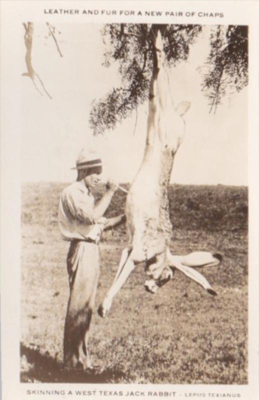 Humour Exageration Man Skinning A Large West Texas Jack Rabbit Photo