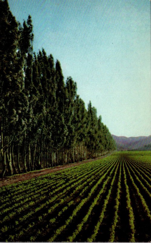 California Salinas Valley Sugar Beet Field Near King City Union 76 Card