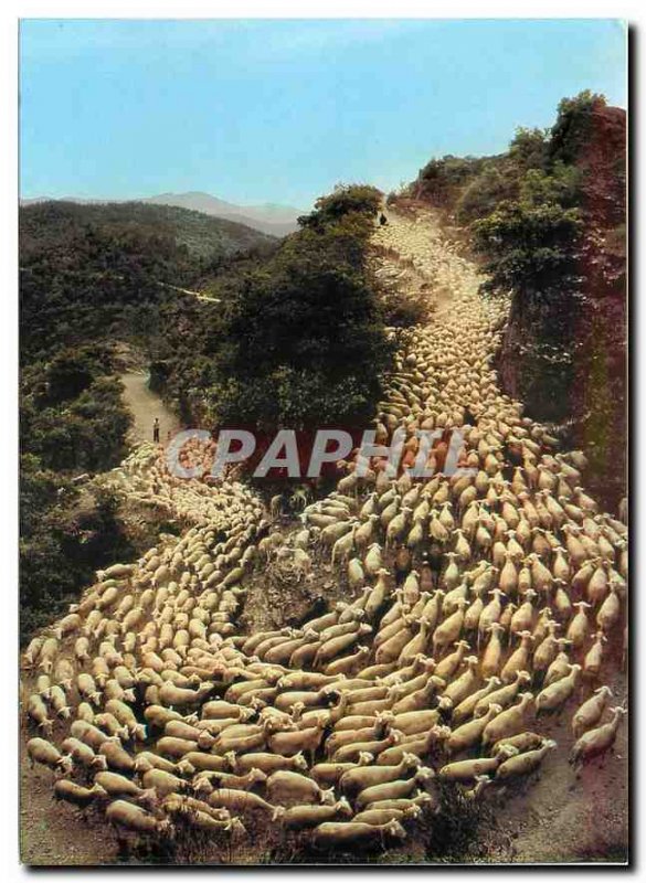 Modern Postcard Images of France Transhumance Sheep