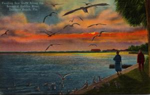 Florida Daytona Beach Feeding Sea Gulls Along The Halifax River