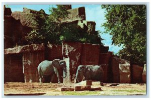 c1950's Elephants In Chicago Zoological Park Brookfield Illinois IL Postcard