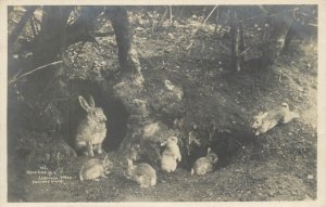 Vintage photography Home Life in a Lakeland Wood rabbits burrow G. P. Abraham