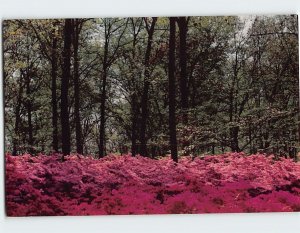 Postcard Brighton Dam Azalea Garden, Brookeville, Maryland