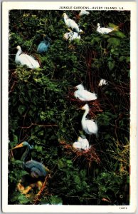 Jungle Gardens White Birds Avery Island Louisiana LA Attraction Postcard