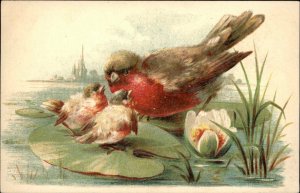 Song Birds Mother and Babies Animal Studies c1910 Vintage Postcard